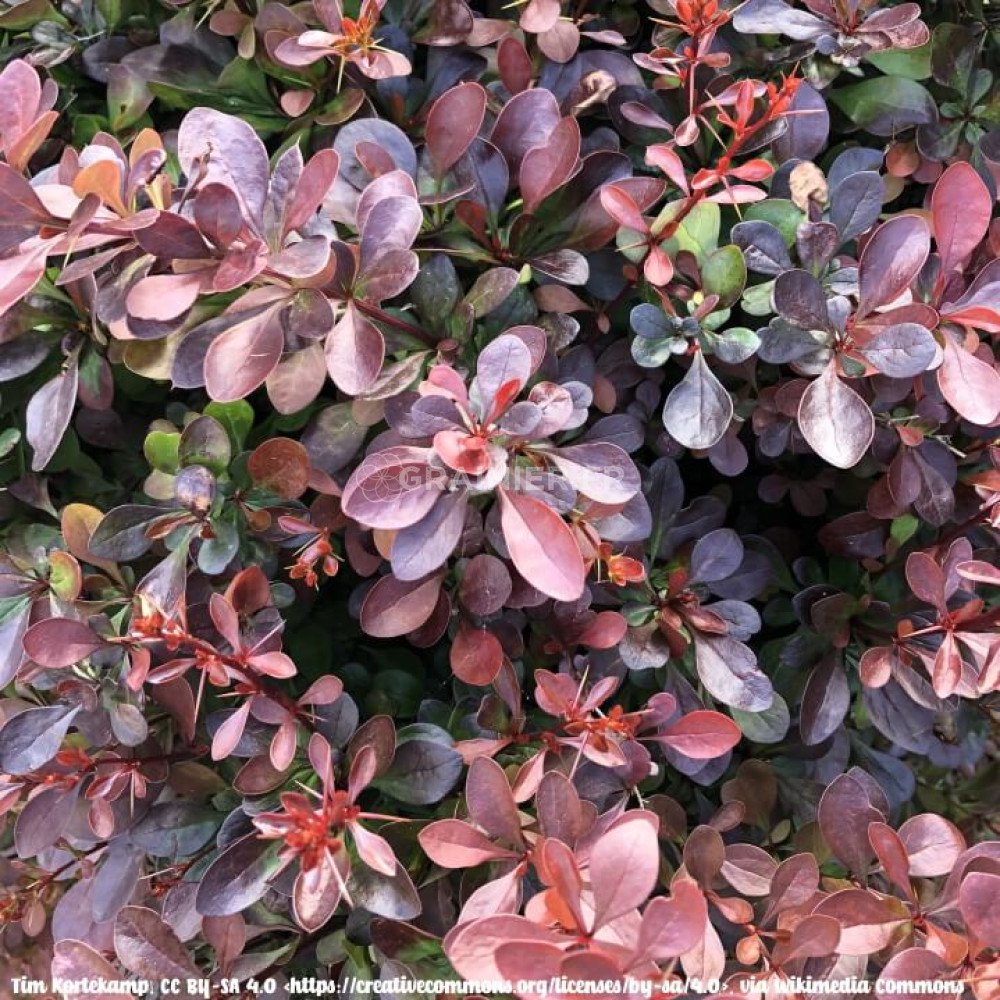 Graines D'épine-vinette Rouge (Berberis Thunbergii) - 15 Graines Pour Arbuste Décoratif épineux, Baies Rouges - Plante De Jardin - 5