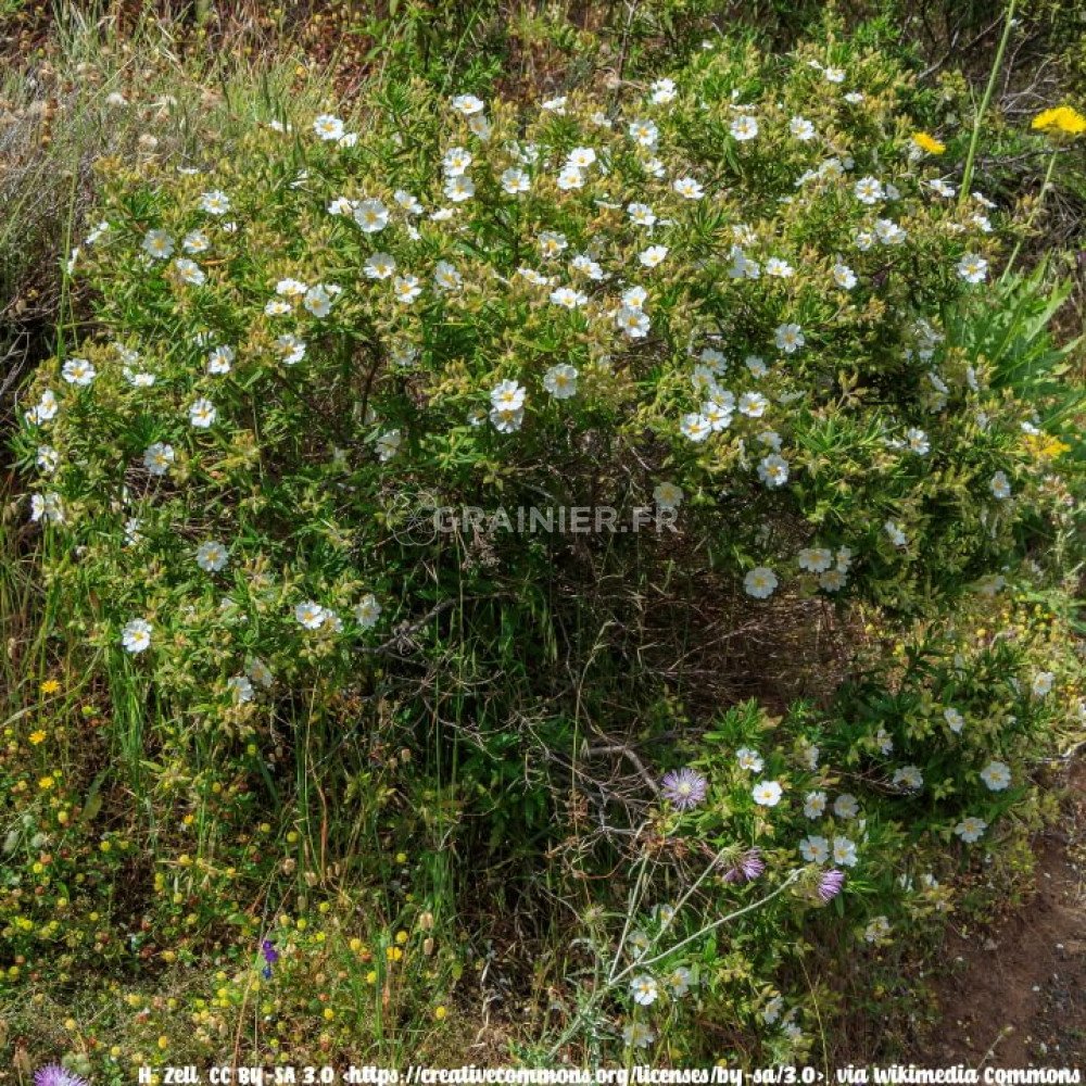 Graines Ciste de Montpellier, Cistus monspeliensis