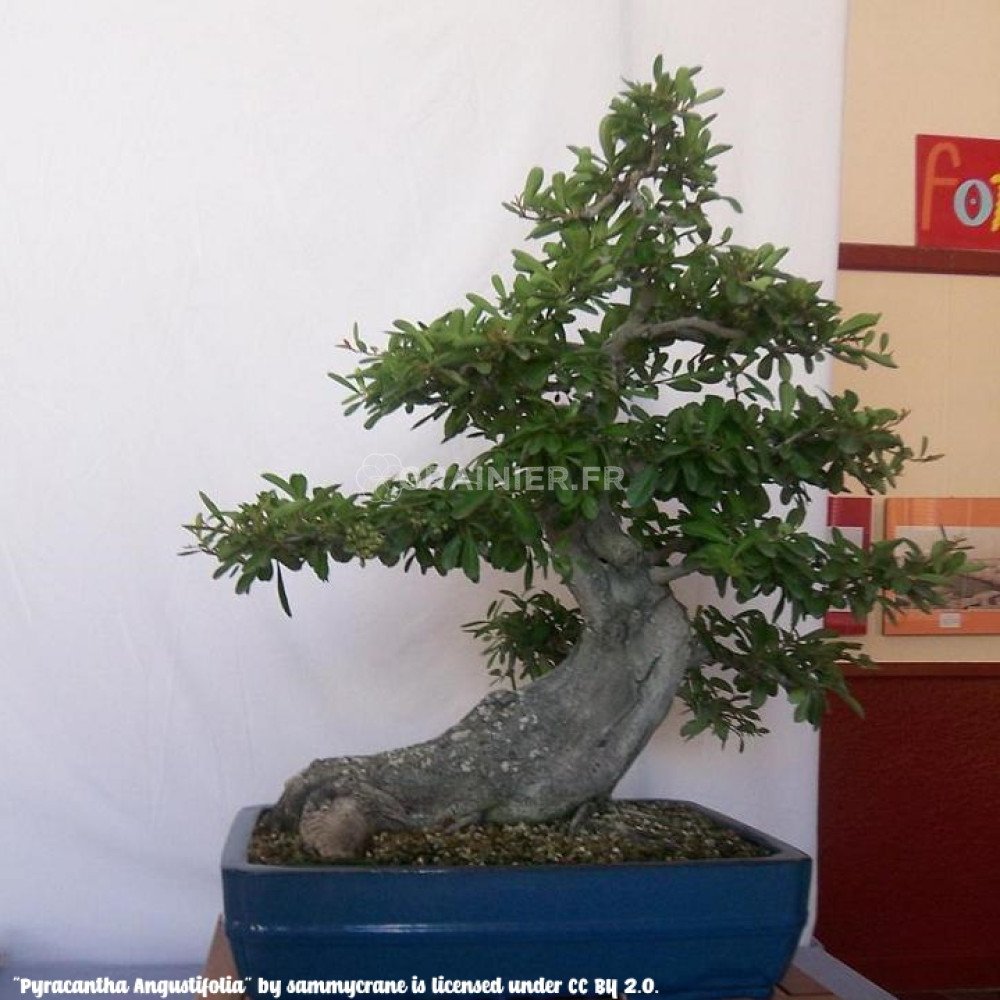 30 Graines Pyracantha Fortuna - Buisson Ardente Épineux, Jardin Ornemental