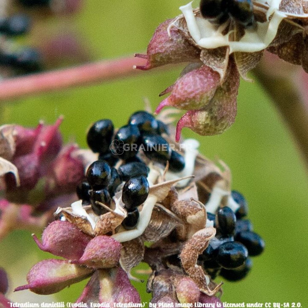50 Graines Boswellia – Arbre D’Encens Vert – Culture Facile Bonsaï