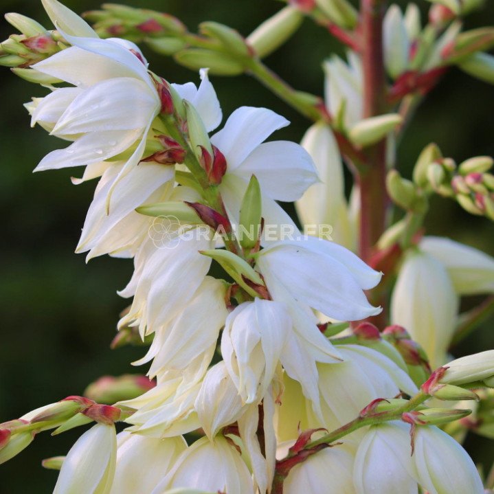 Graines Yucca filamenteux, Yucca filamentosa