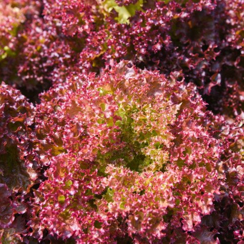 Lattuga Lollo Rosso - 3000 Semi (aka Lolla Rossa) non OGM SEED, Insalata fresca
