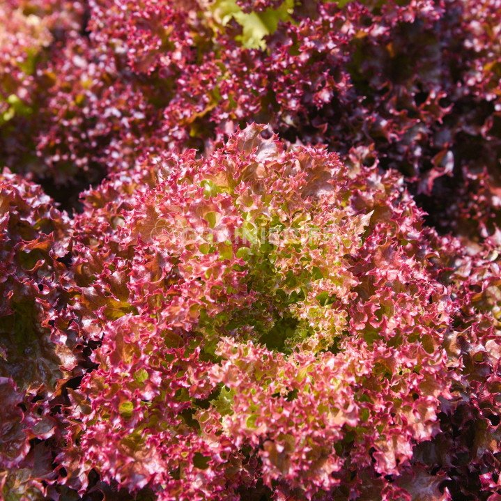 Graines Laitue à Couper Rouge Lollo Rossa, Lactuca sativa var. crispa
