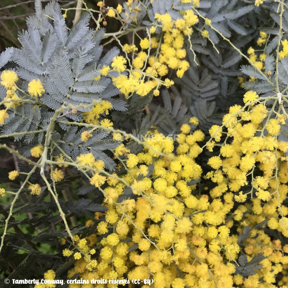 20 Graines De Mimosa Acacia Baileyana | Arbre à Fleurs Jaunes | Plantes Ornementales Extérieur