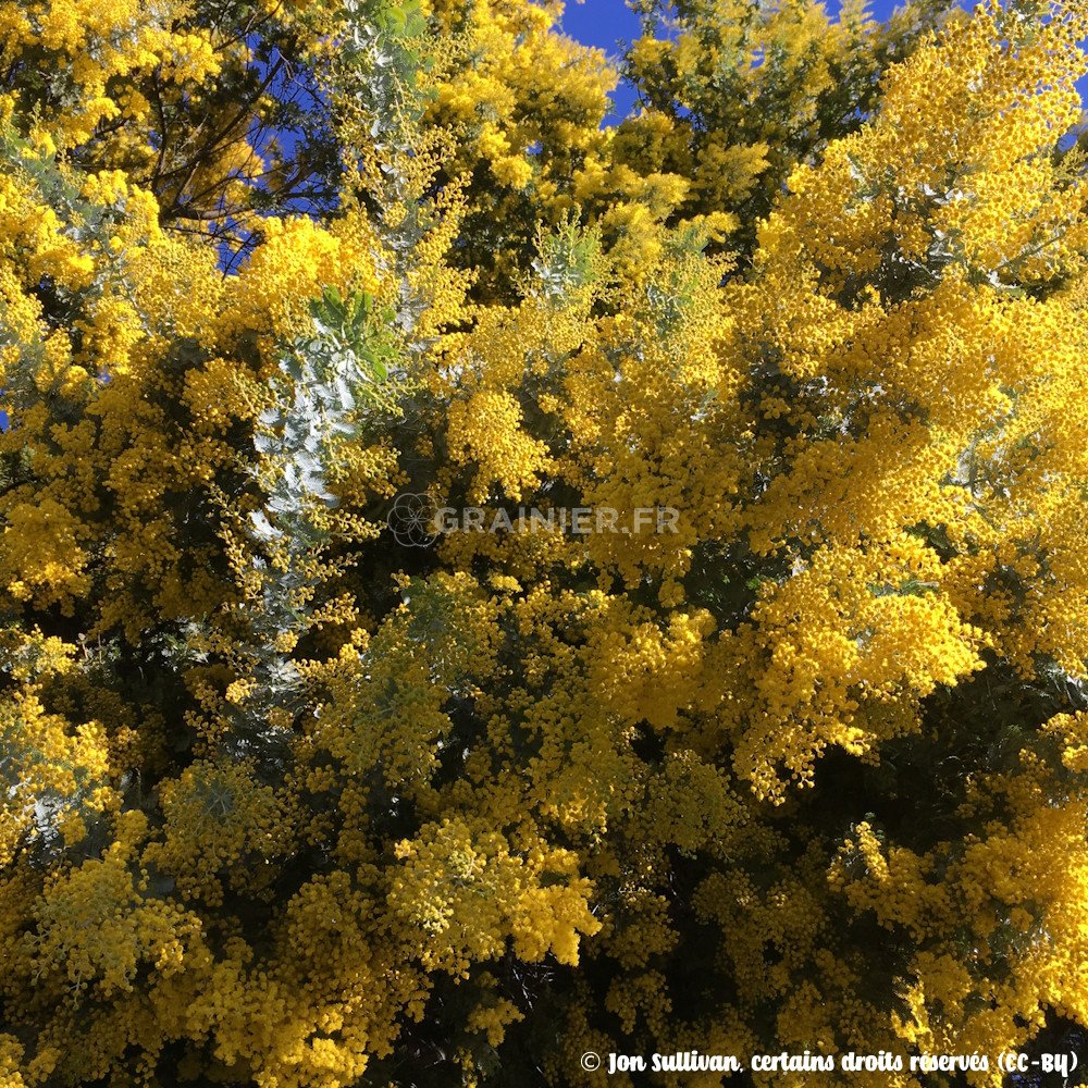 20 Graines De Mimosa Acacia Baileyana - Arbre à Fleurs Jaunes Parfumées