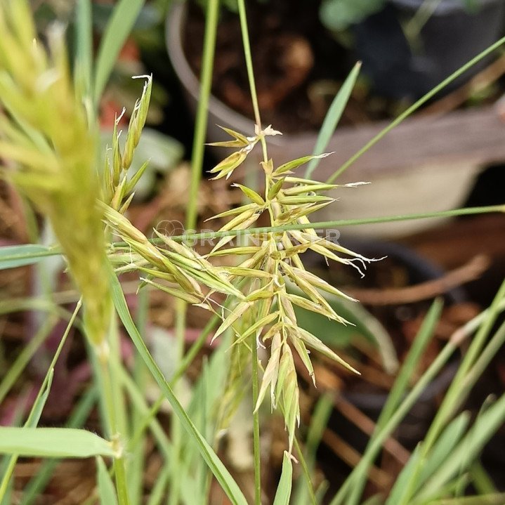 Graines-Seeds Flouve odorante Anthoxanthum odoratum