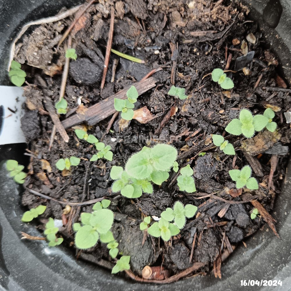 900 Graines De Lavande Lavandula Angustifolia - Haut Taux Germination - Plante Médicinale Et Mellifère - E-book Offert