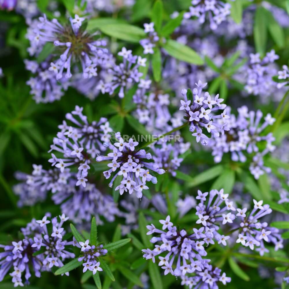 Blue Woodruff Seeds - Asperula Orientalis Blue Surprise Herb Seed