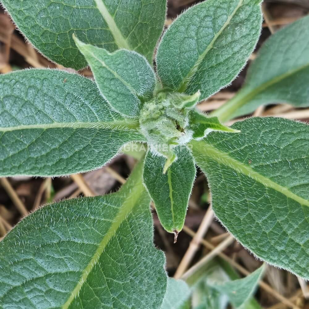 La consoude : un engrais vert miraculeux - Blog jardin et potager bio
