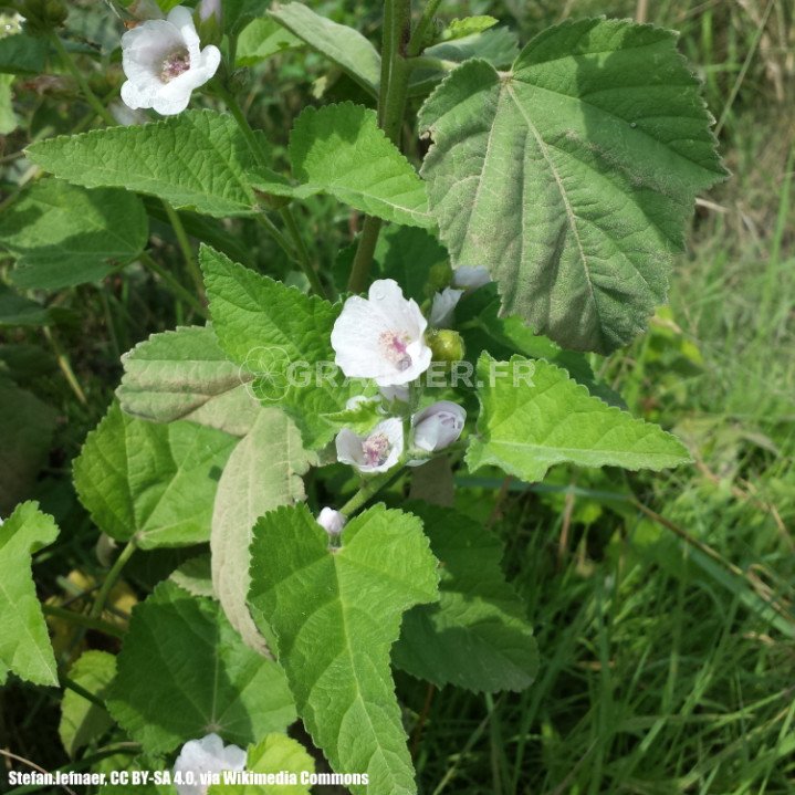 150 Graines De Guimauve Officinale - Plante Médicinale Et Comestible - Semences Paysannes Reproductibles Non Hybrides - 6