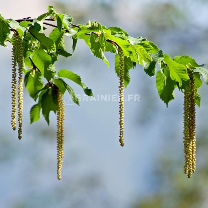 Charme Commun (Carpinus Betulus) | 80 Cm En Racines Nues | Pour Haie Ou Topiaire | Feuillage Doré En Automne | À Planter En Automne-hiver - 11