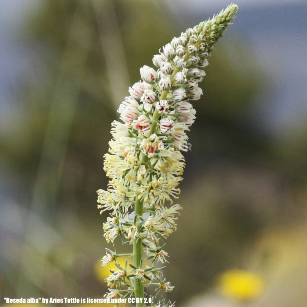 Graines Réséda blanc et odorata Machet, Reseda mix