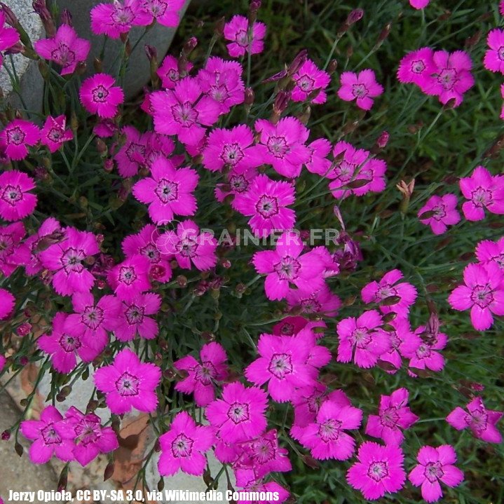 Graines D'Œillet Grenadin - Semences De Dianthus Caryophyllus "grenadin&quot