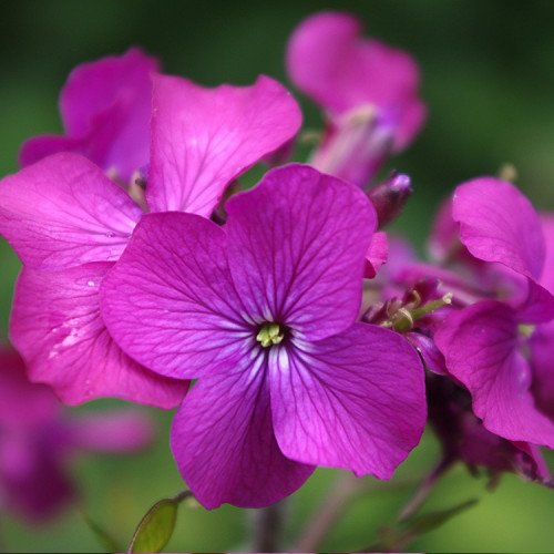 Graines Lunaire Monnaie Du Pape Pourpre (Lunaria Annua) - 15 Graines - Fleurs Violettes & Fruits Décoratifs Argentés
