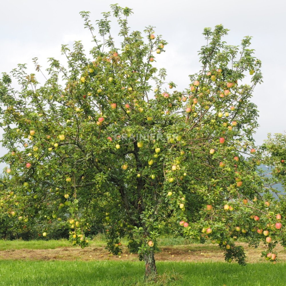 Graines De Pommier Sauvage (Malus Sylvestris) - 30 Graines - SAFLAX - Avec Instructions De Semis