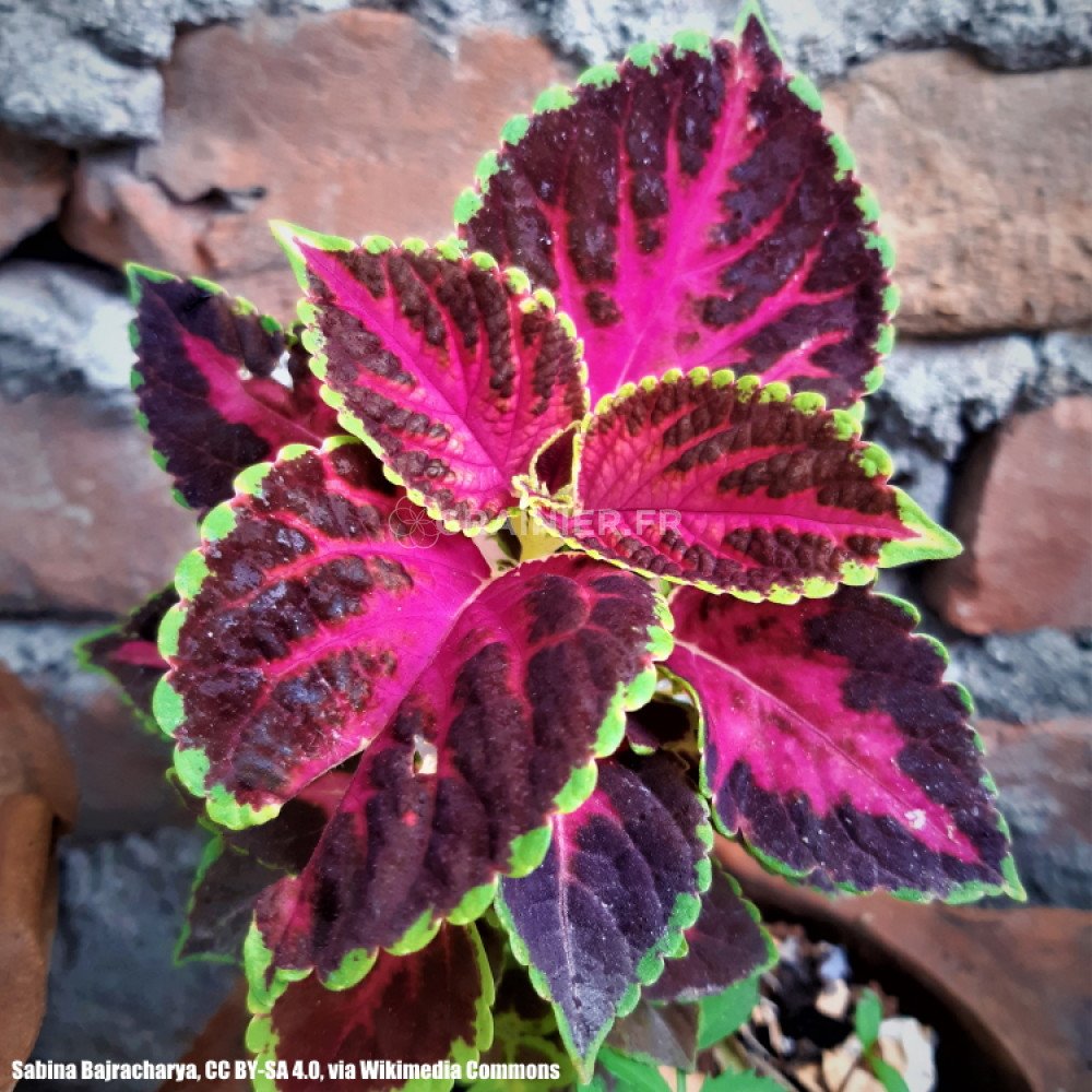 Graines Plectranthus scutellarioides, Solenostemon scutellarioides ...