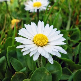 Pâquerette, pâquerette vivace, Bellis perennis