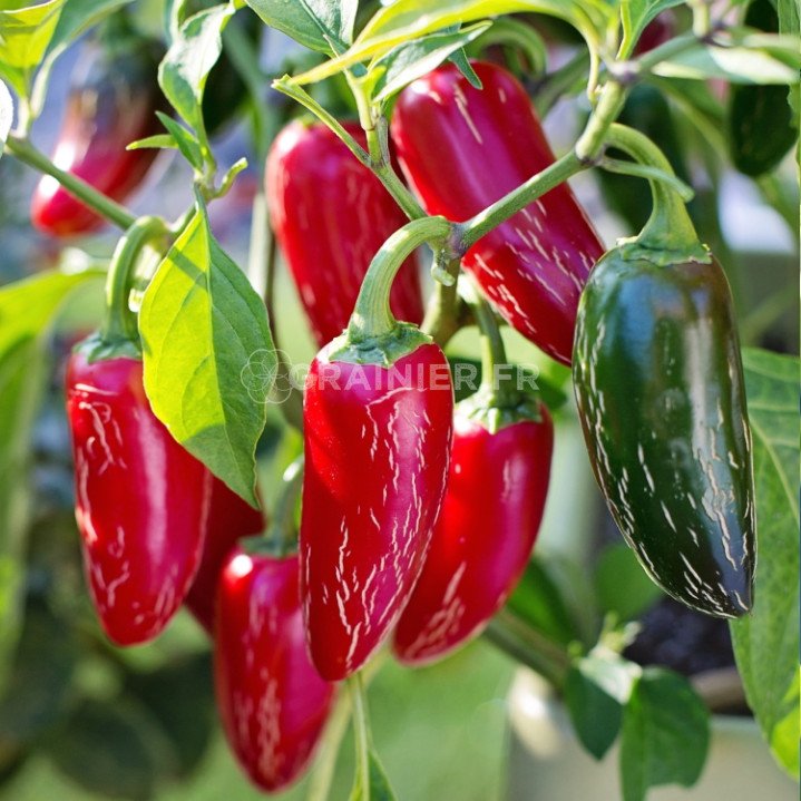 Mexican jalapeño pepper, Capsicum annuum image