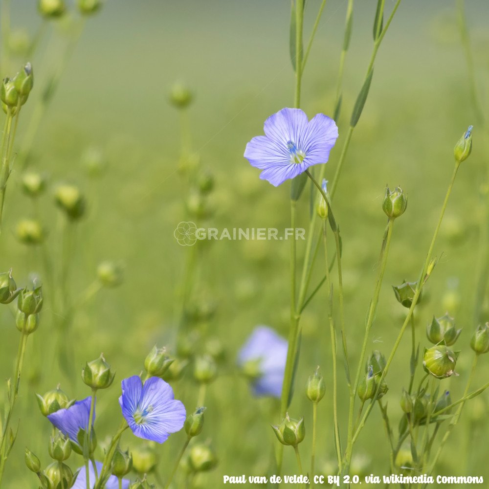 Graines-Seeds Lin commun, Lin cultivé, Linum usitatissimum