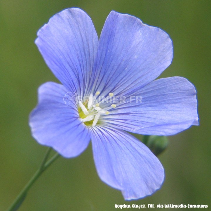 Graines-Seeds Lin commun, Lin cultivé, Linum usitatissimum