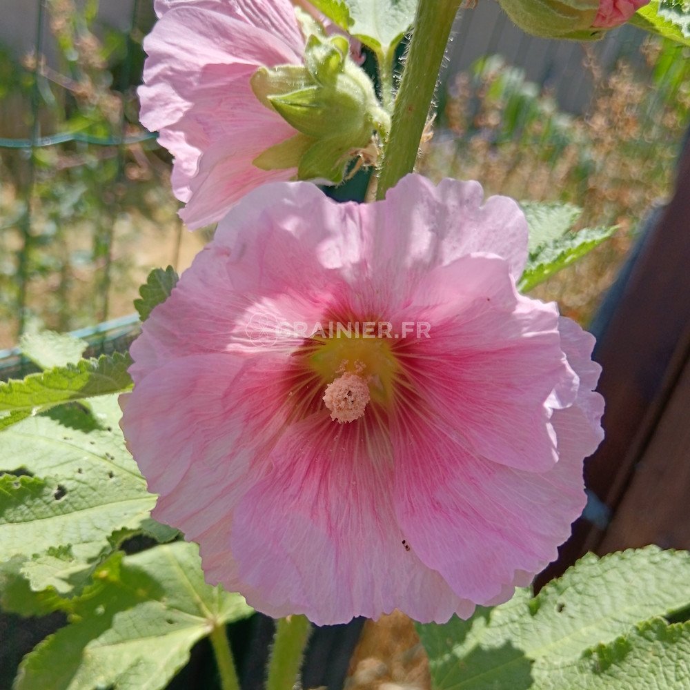 Semer Des Roses Trémières Ou Alcea Rosea Au Jardin - Au Potager Bio