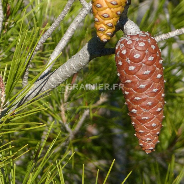 Graines-Seeds Pin d'Alep, Pin blanc de Provence, Pinus halepensis