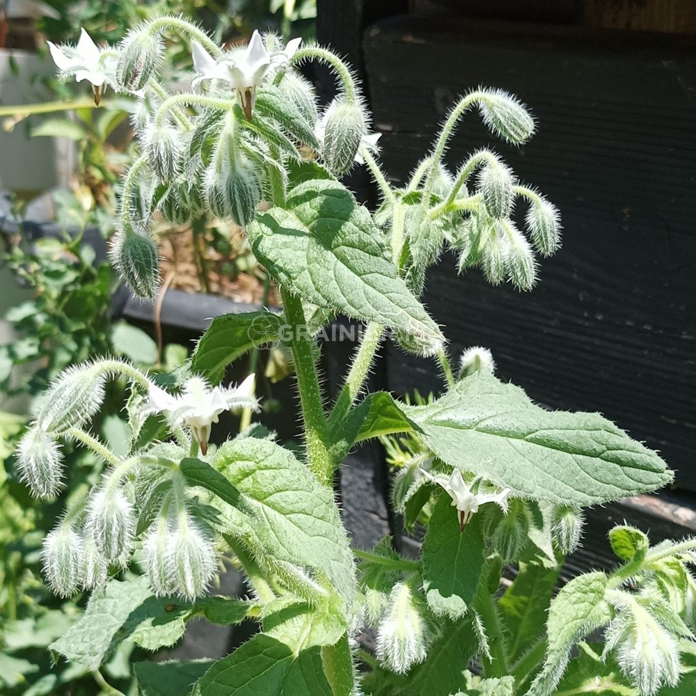 Graines de Bourrache - Borago officinalis (achat & semis