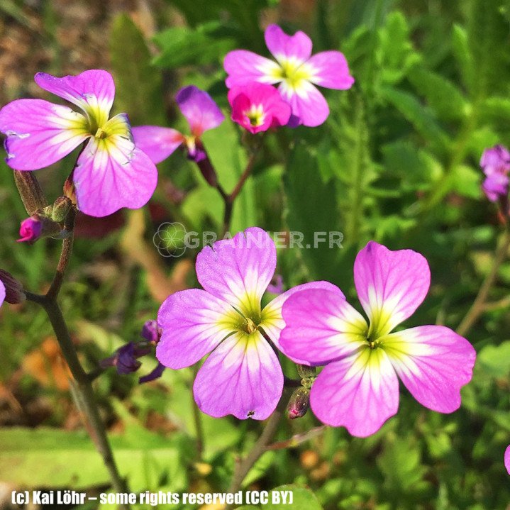 Graines Giroflée de Mahon, Julienne maritime, Malcolmia maritima