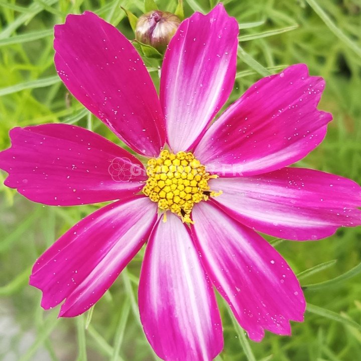 Seedsown 100pcs Graines Chocolate Cosmos Bipinnatus - Fleurs Pour Jardin Et Bonsai