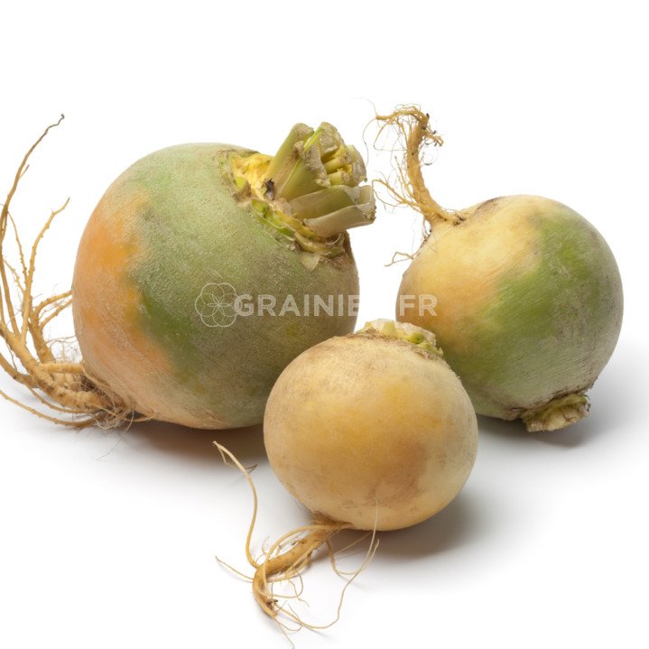 Rutabaga, chou-navet, Brassica napus subsp. rapifera image