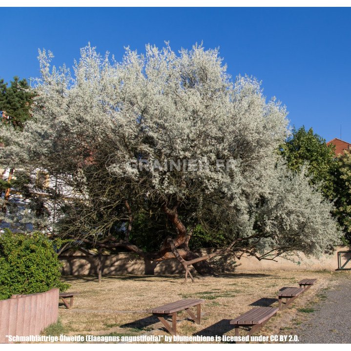 100 Graines D'Eucalyptus Camaldulensis Vert