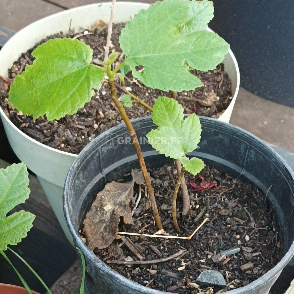 Graines De FIGUIER Ou Ficus Carica