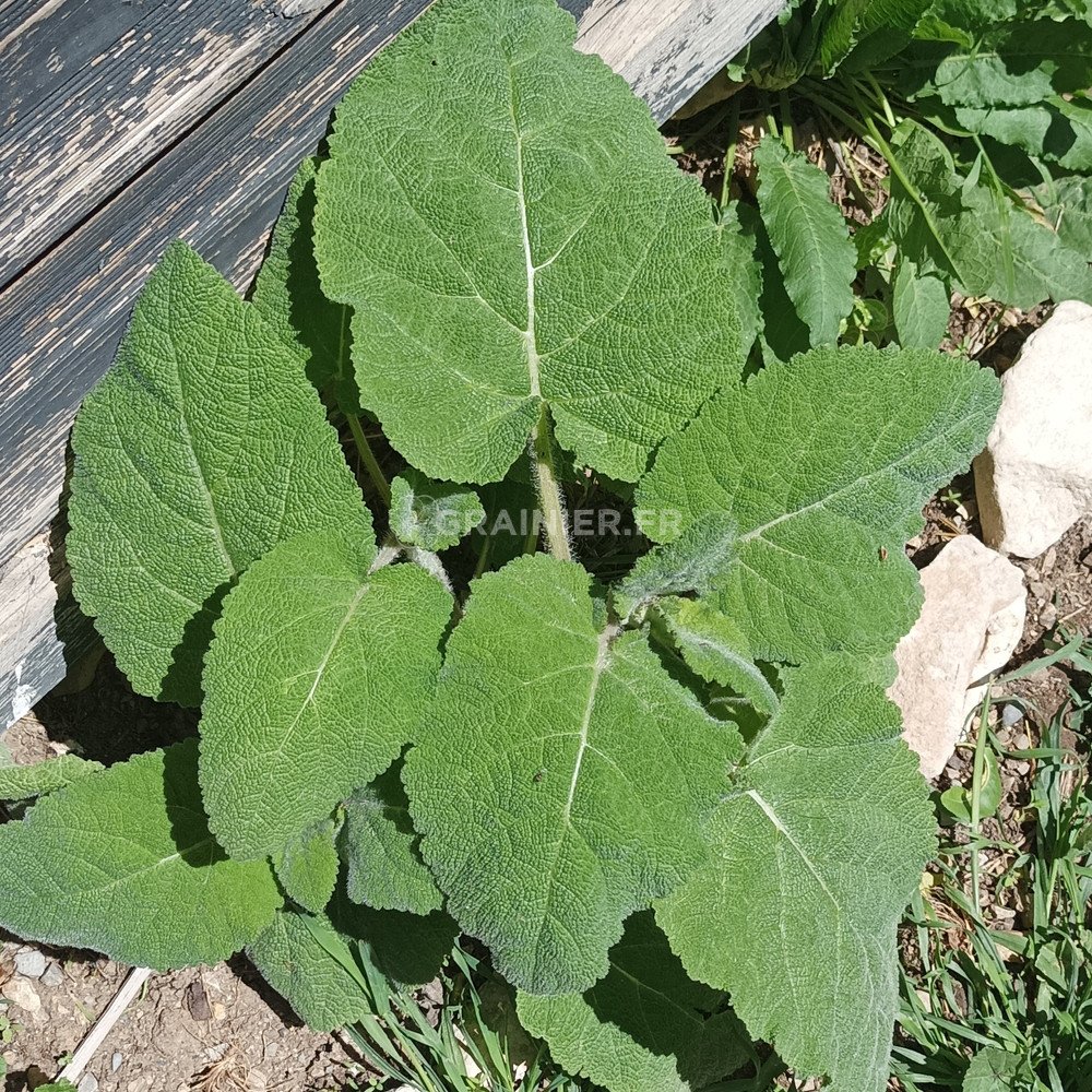Graines De Sauge Sclarée Bio (Salvia Sclarea) - Environ 50 Semences - Plante Aromatique