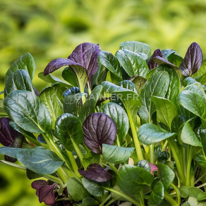 Epinard-Moutarde, komatsuna, Brassica rapa var. perviridis image