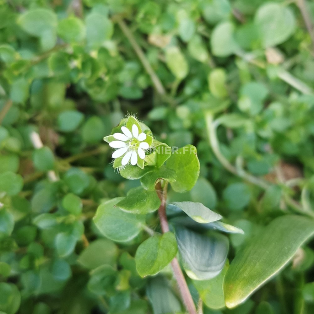 Graines Mouron Blanc Stellaire Interm diaire Stellaria Media Graines Mouron Blanc Stellaire Interm diaire Stellaria Media