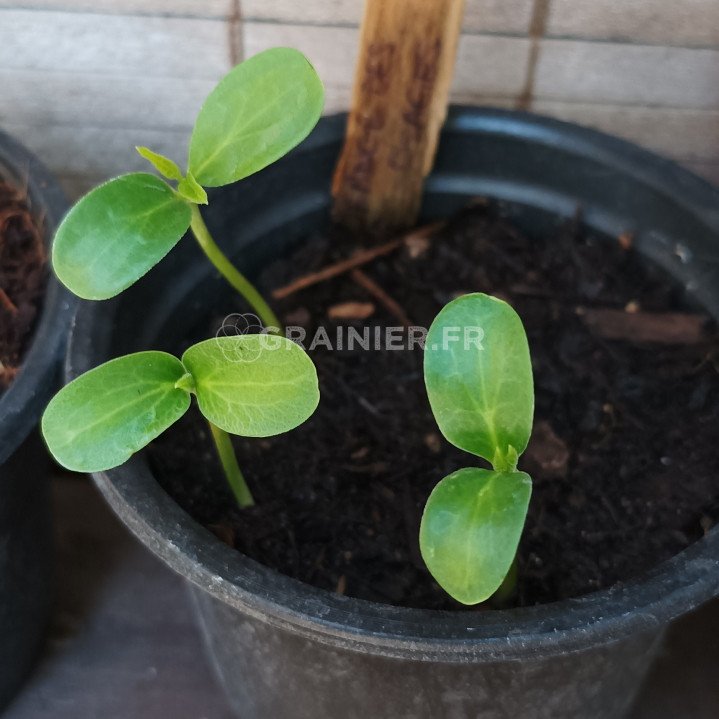 Parfum Liquide Pour Bougie Et Savon - GRAINE CREATIVE - Fleur D'oranger