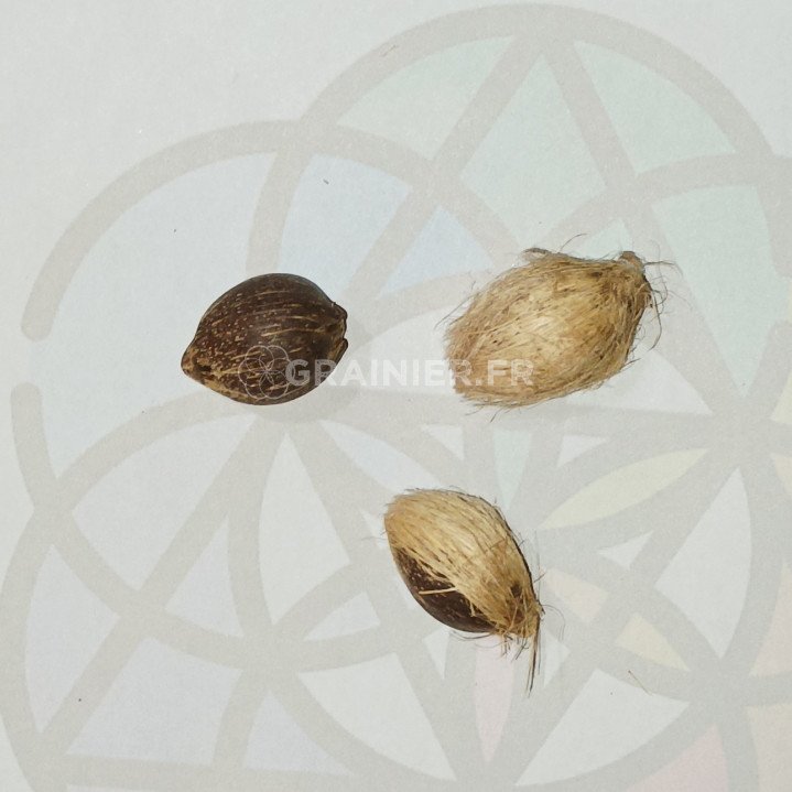 10 Graines De Palmier Royal Du Brésil (Syagrus Romanzoffiana) - Pour Jardin Exotique, Croissance Rapide, Résiste à -5°C