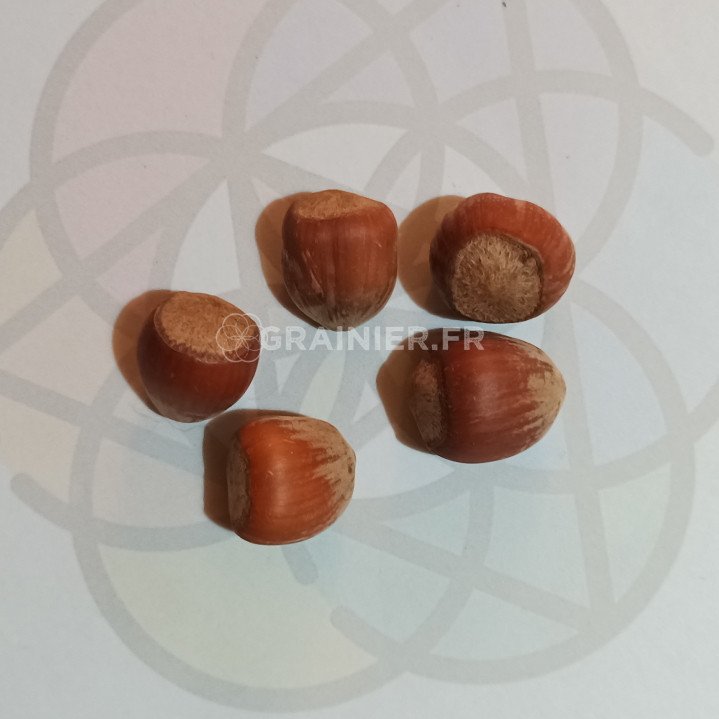 Common hazelnut, Coudrier, Corylus Avellana image