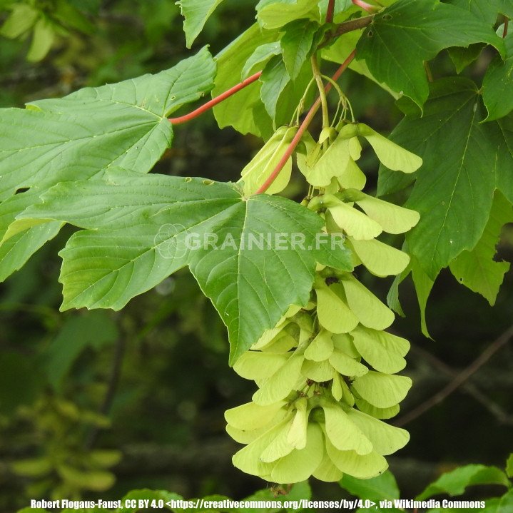 Graines Érable sycomore, Acer pseudoplatanus