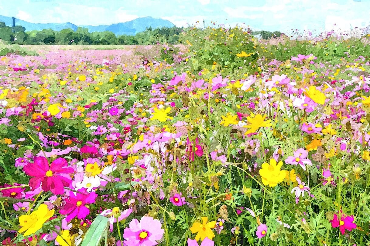 Les fleurs qui poussent rapidement : ajoutez de la couleur à votre jardin en un rien de temps !