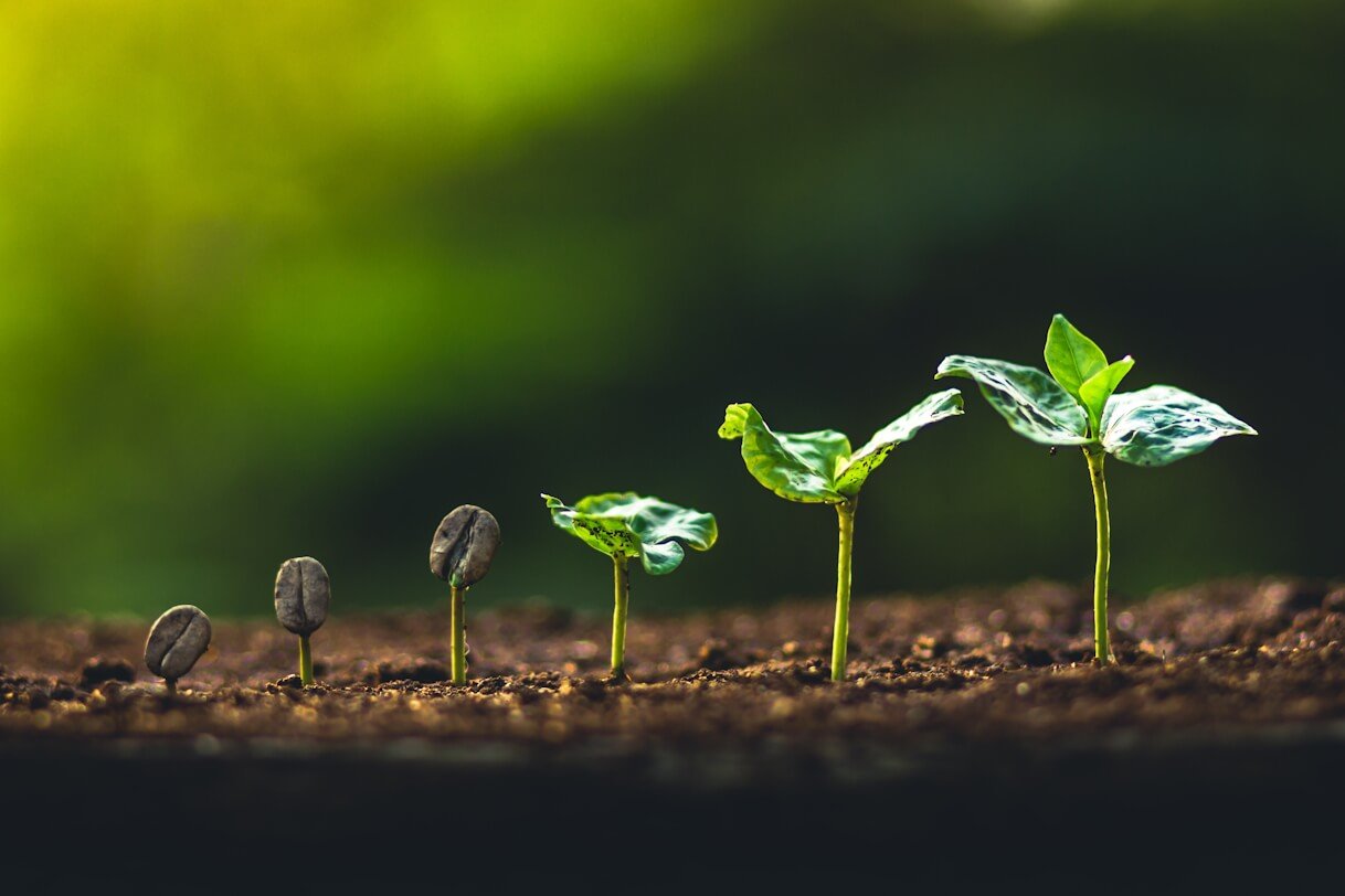 Les différentes méthodes de germination des graines : Comment faire pousser vos plantes avec succès