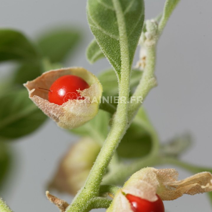 Indian ginseng seeds, Ashwagandha, Withania Somnifera image