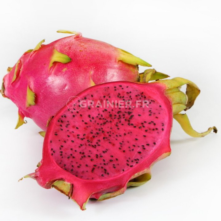 Pitaya Blanc et Rouge, fruit du dragon, Hylocereus Undatus image