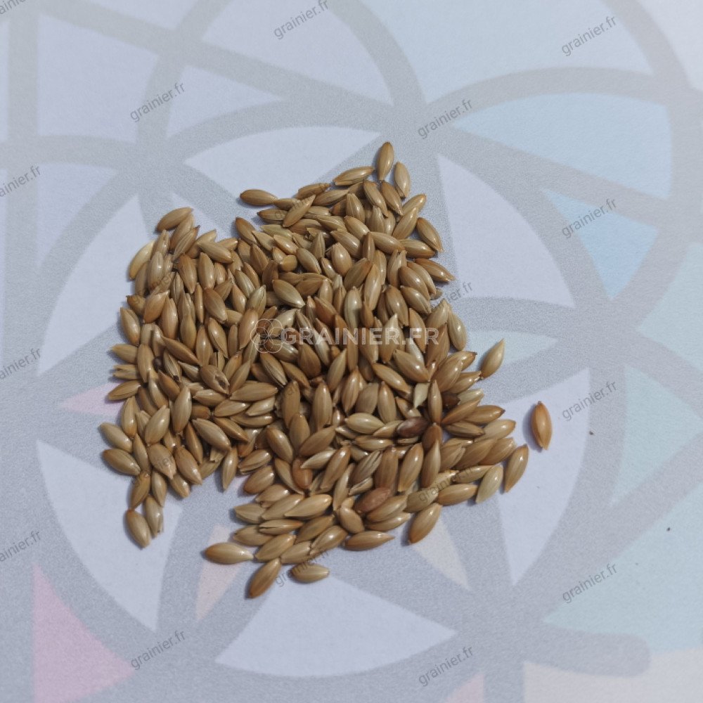 Graines D'Alpiste Premium - Annonce 4091886