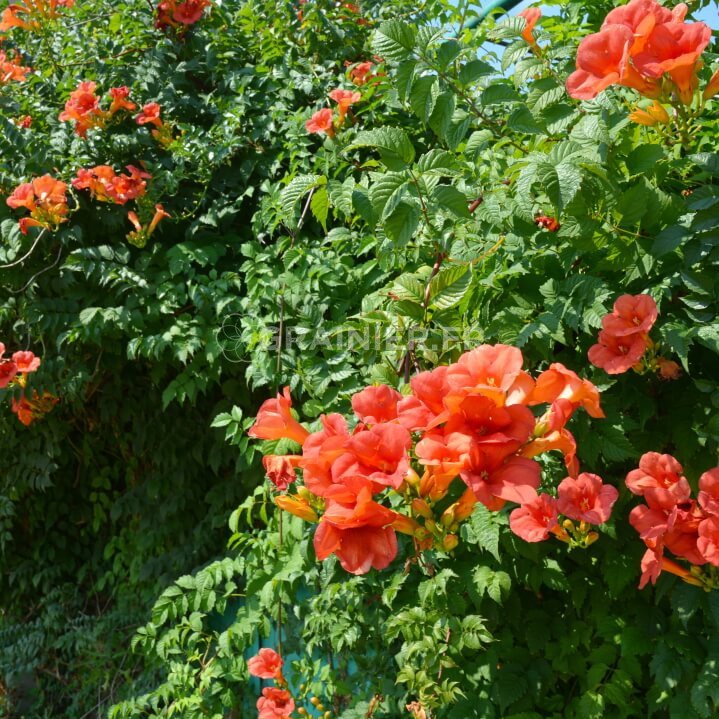 Bignone Campsis Radicans - Trompette De Virginie Plante Grimpante Pot 9cm - Fleurs Orange Rouge Été