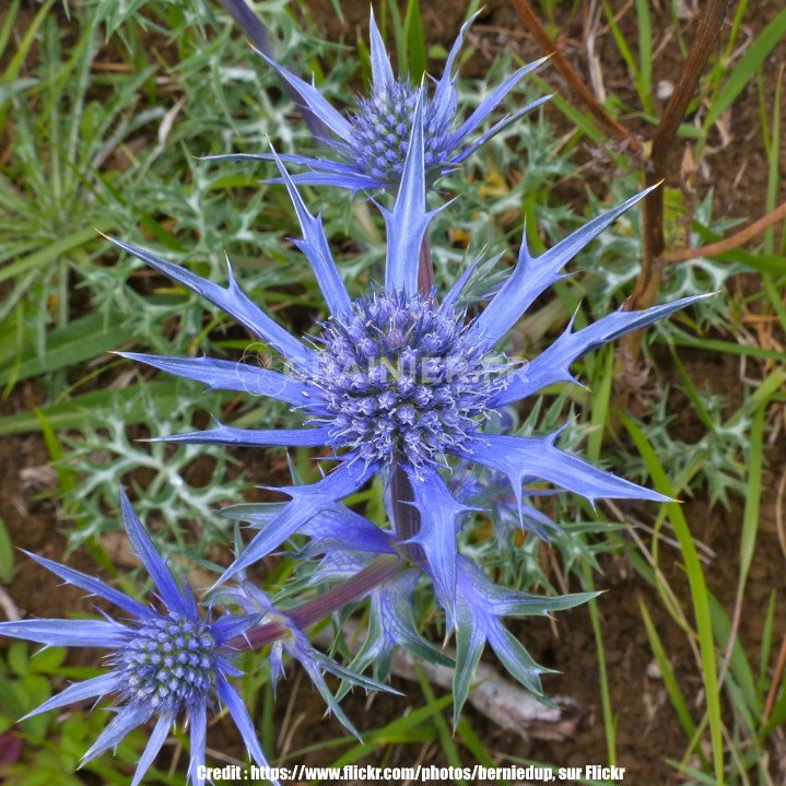 Graines-Seeds Chardon bleu, Eryngium planum