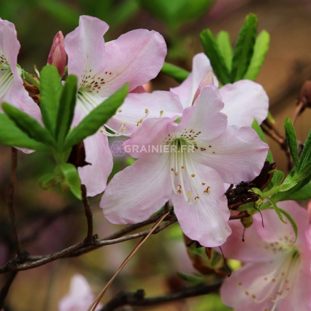 Royal Azalea  Rhododendron Schlippenbachii  Is A Species Of Rhododendron Native To The Korean Peninsula It Is The Dominant Understory Shrub In Many K Image398838124