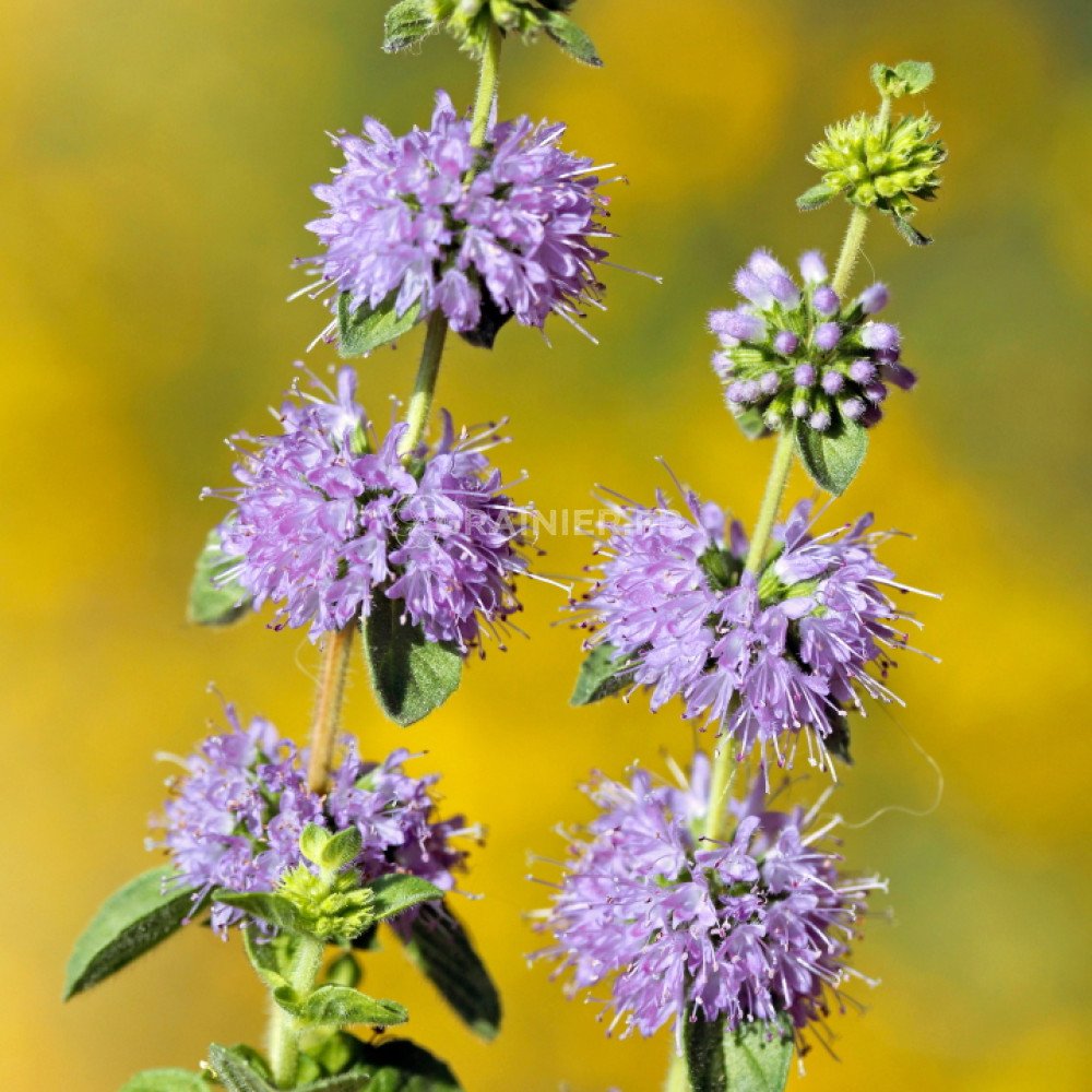 Graines De Menthe Pouliot AGRONOM - Herbe Vivace Au Parfum De Miel Pour Thés Et Épices (1 Paquet)