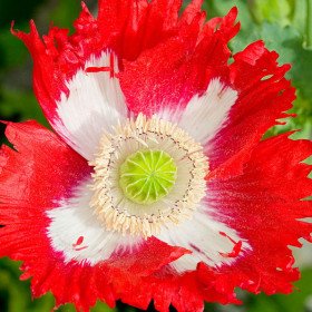 500 Graines Agératum Du Mexique Boule Rose - Plante Annuelle Pour Massifs Et Bordures - Floraison Été