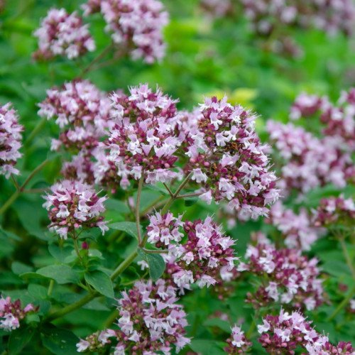10 Graines De Marjolaine Annuelle (Majorana) - Herbe Aromatique Pour Cuisine - Semis Facile, Culture En Pot Ou Jardin - 9